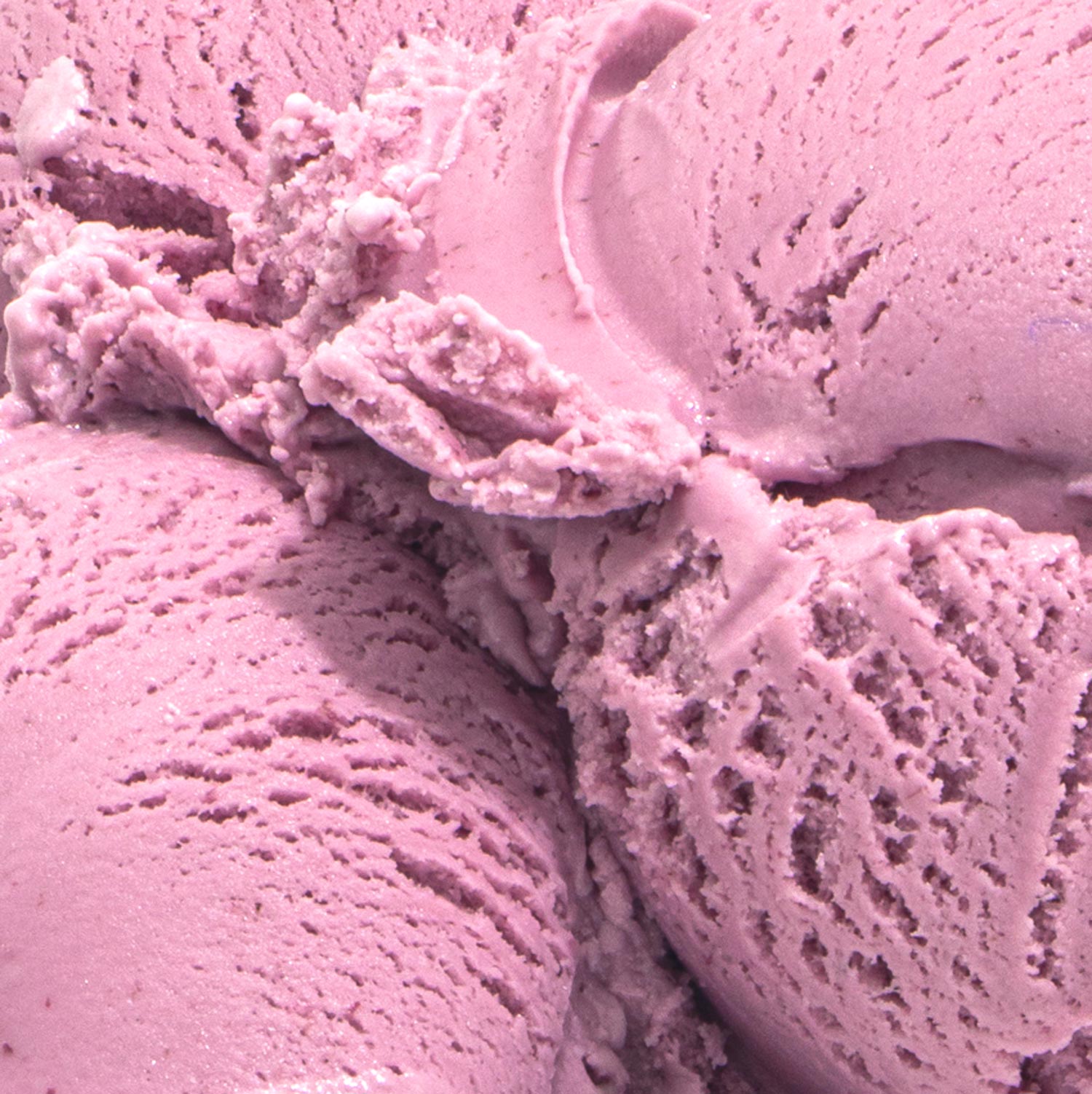 Alternative view of Wildberry Lavender